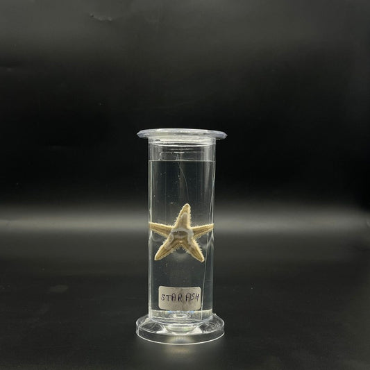 Star Fish Specimen