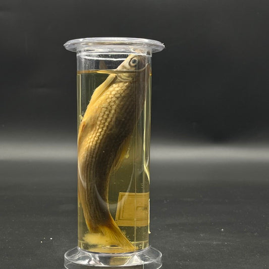 Bony Fish Specimen