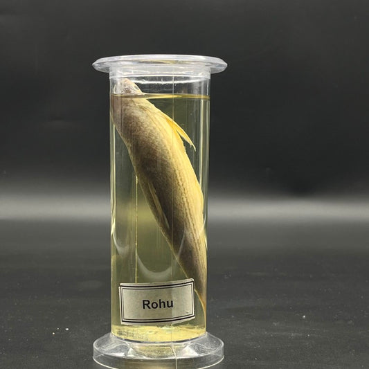 Rohu Fish Specimen