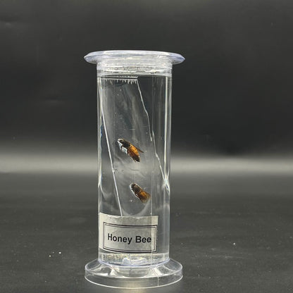 Honey Bee Specimen