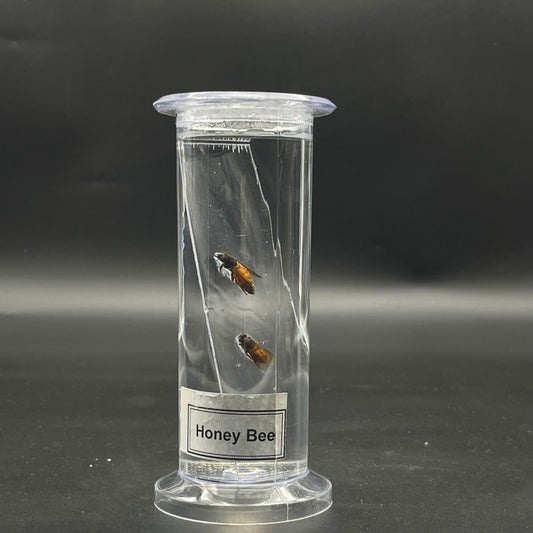 Honey Bee Specimen
