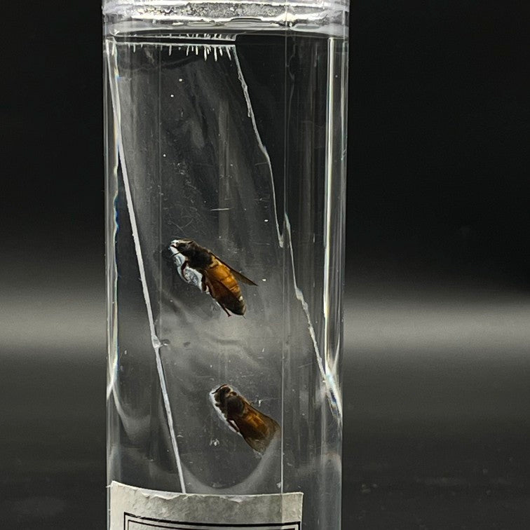 Honey Bee Specimen