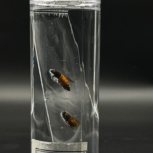 Honey Bee Specimen