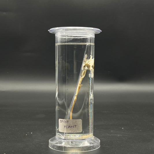 Dicot Plant Specimen