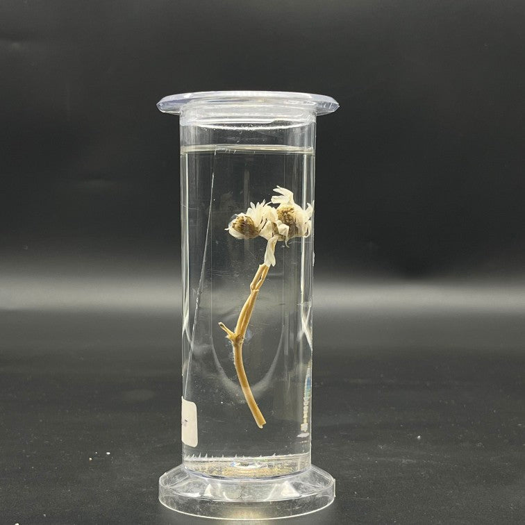 Dicot Plant Specimen