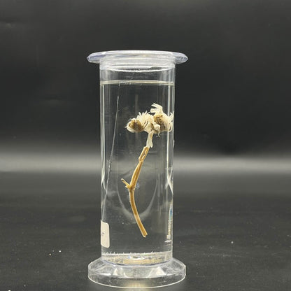 Dicot Plant Specimen