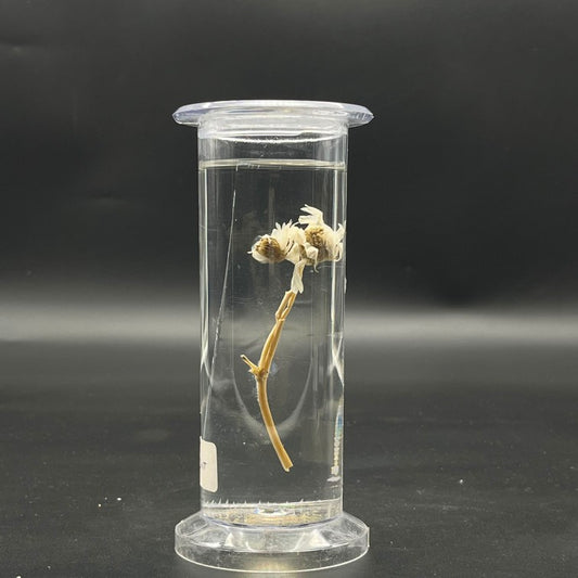 Dicot Plant Specimen