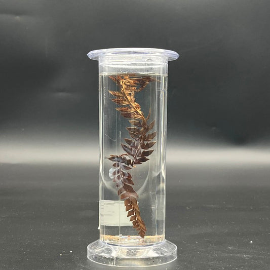 Fern Specimen
