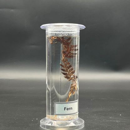 Fern Specimen