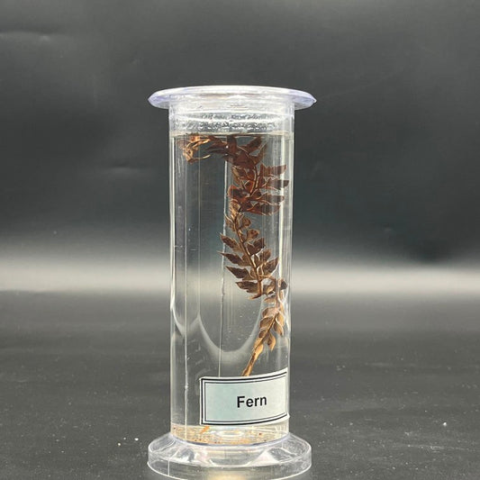 Fern Specimen