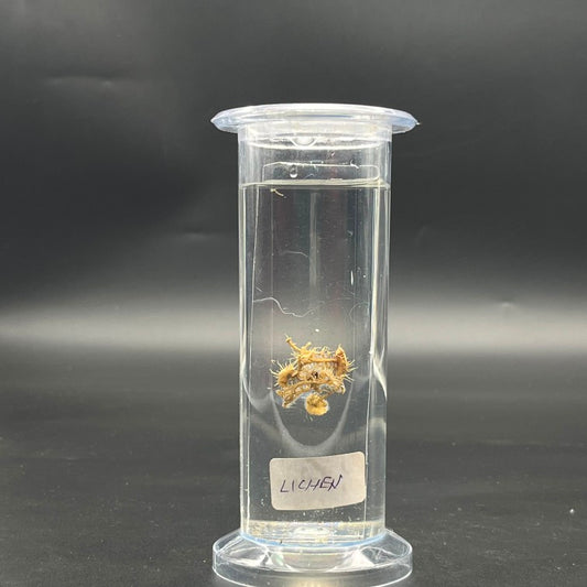 Lichen Specimen