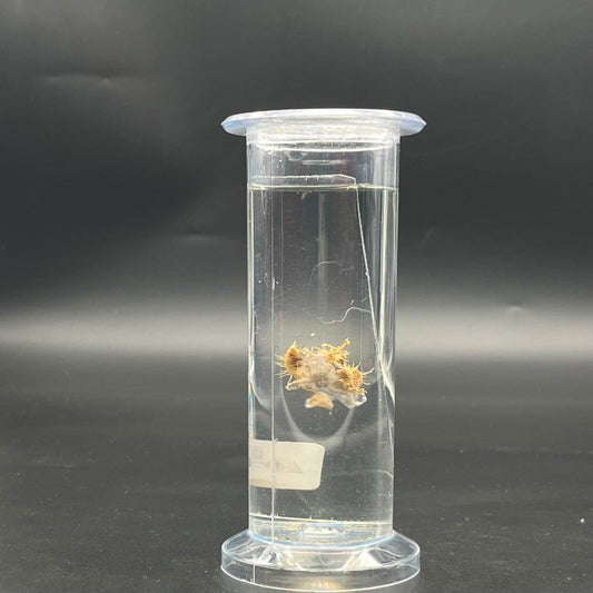 Lichen Specimen