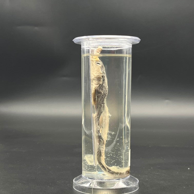 Shark Specimen