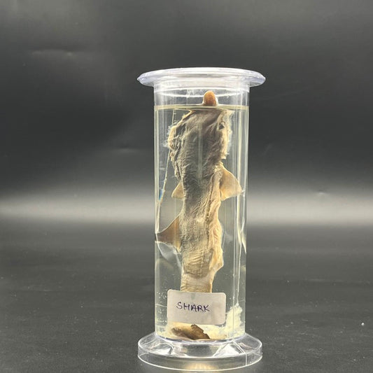 Shark Specimen