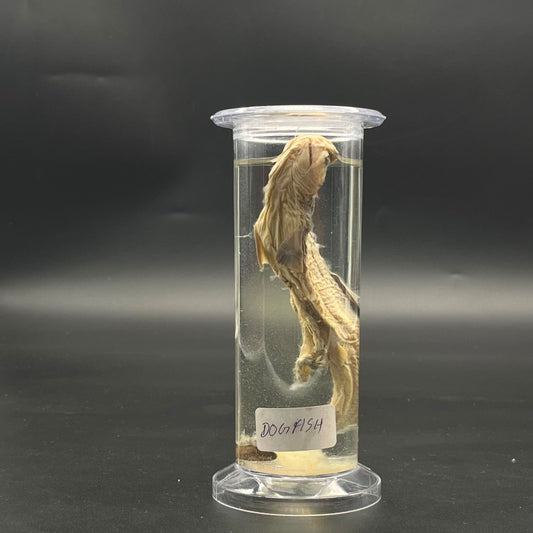 Dogfish specimen
