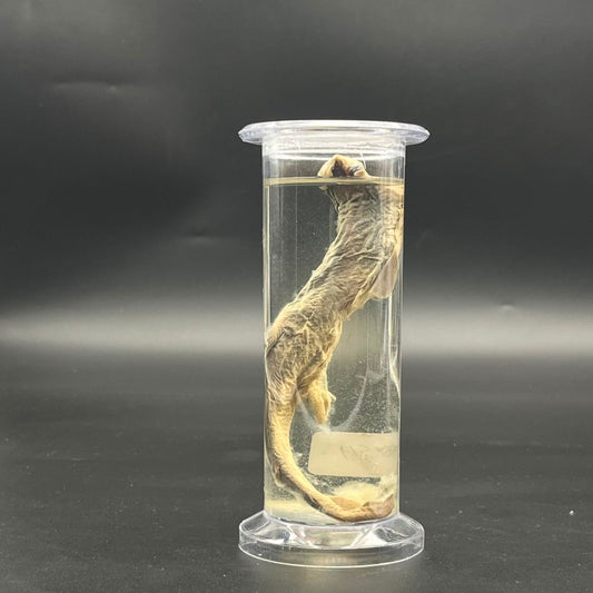 Dogfish specimen