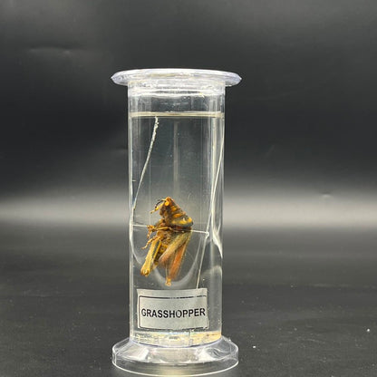 Grass Hopper Specimen