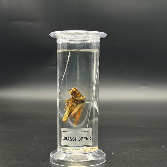 Grass Hopper Specimen