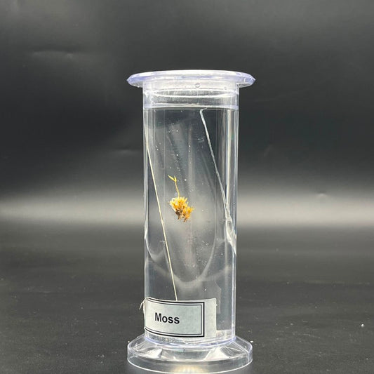 Moss Specimen