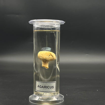Agaricus Specimen