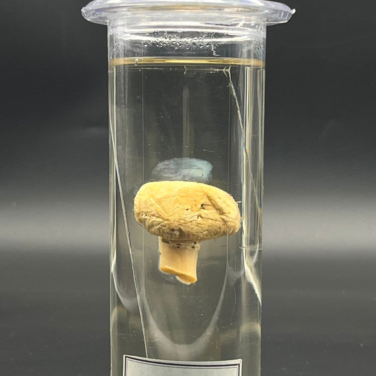Agaricus Specimen