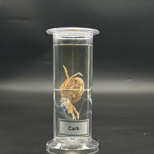 Carb Specimen