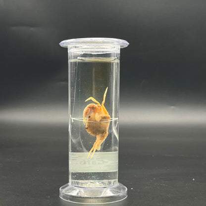 Carb Specimen