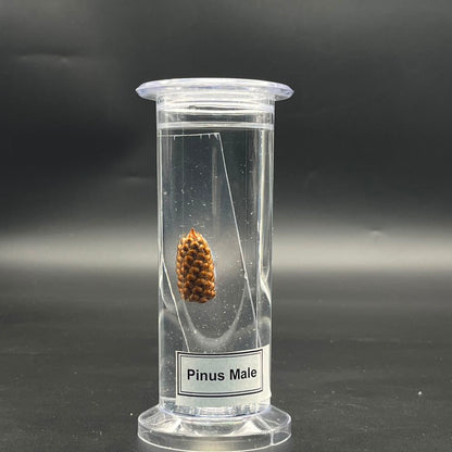 Pinus Male