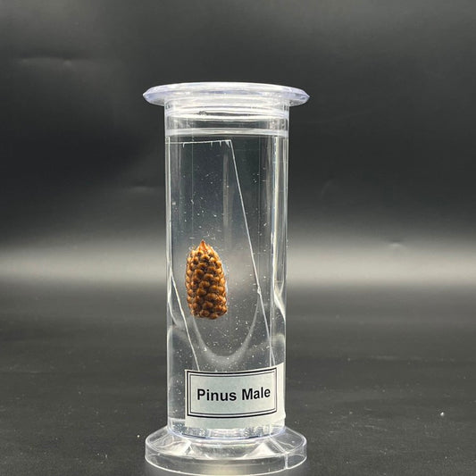 Pinus Male