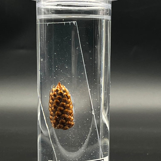 Pinus Male