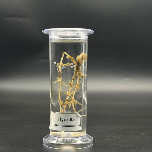 Hydrilla Specimen