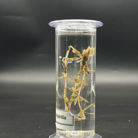 Hydrilla Specimen