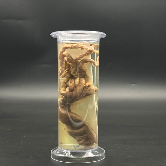 Octopus Specimen