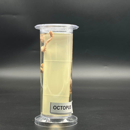 Octopus Specimen