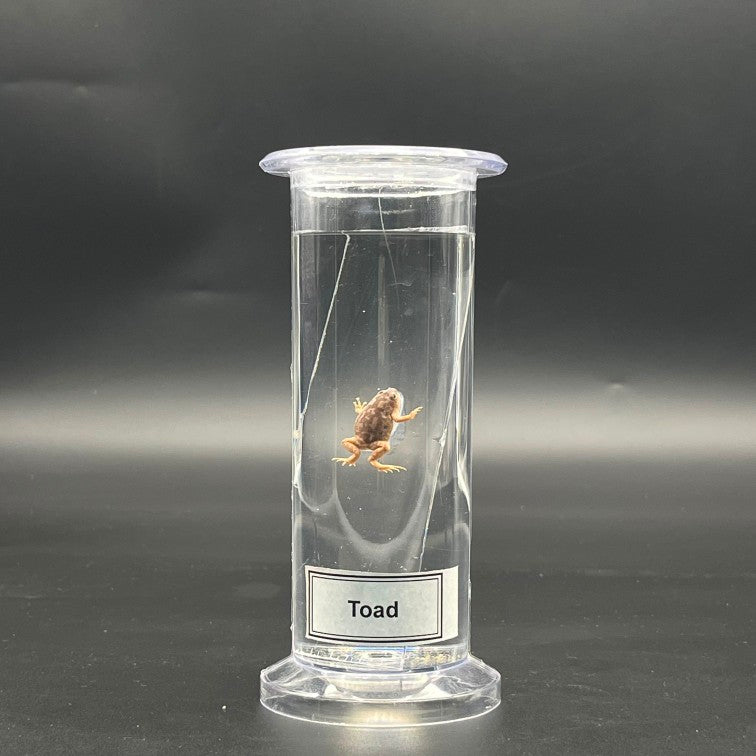 Toad Specimen