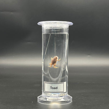 Toad Specimen