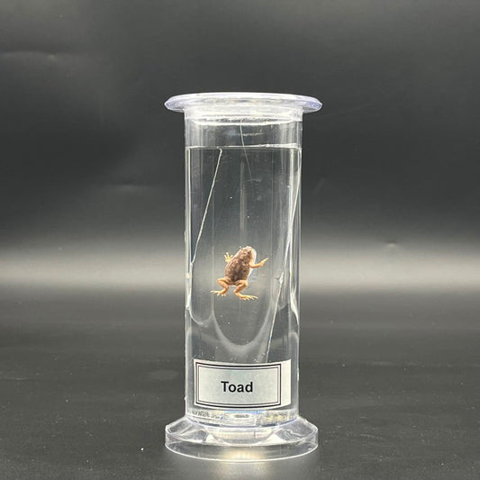 Toad Specimen