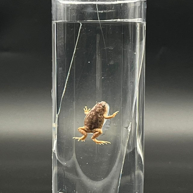 Toad Specimen