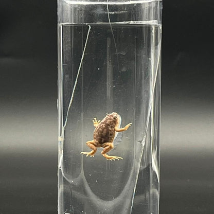 Toad Specimen