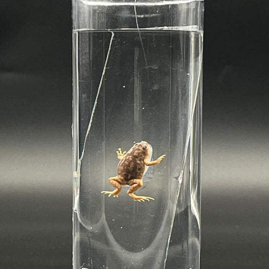 Toad Specimen
