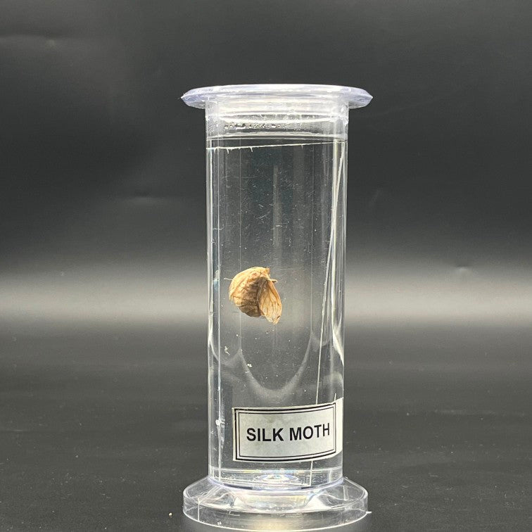 Silk Moth Specimen