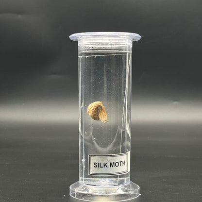 Silk Moth Specimen