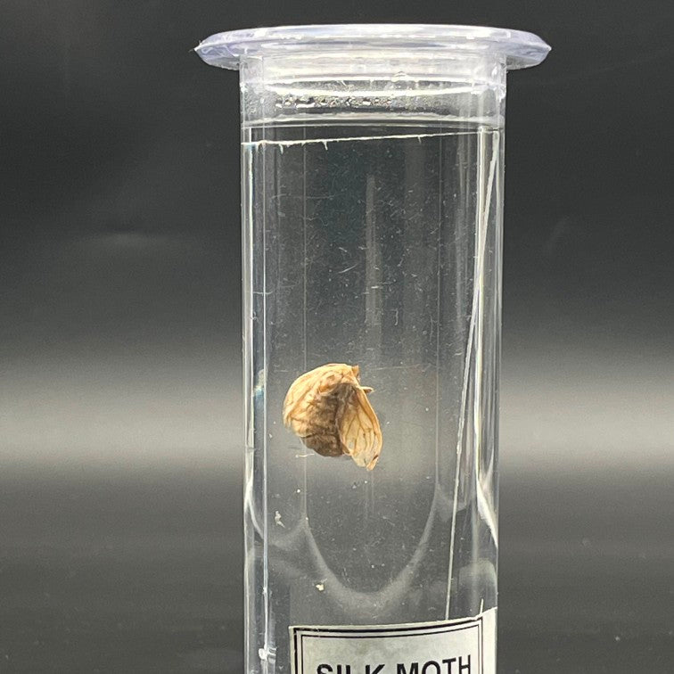 Silk Moth Specimen