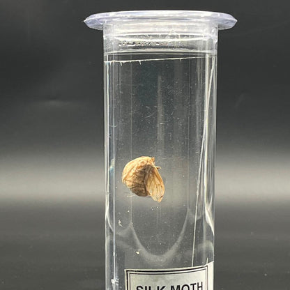 Silk Moth Specimen