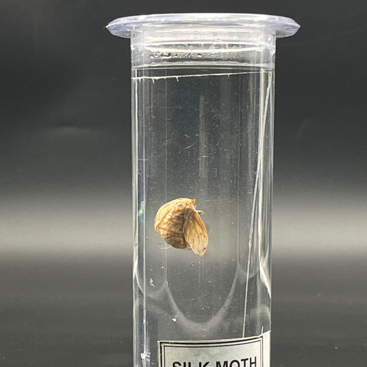 Silk Moth Specimen