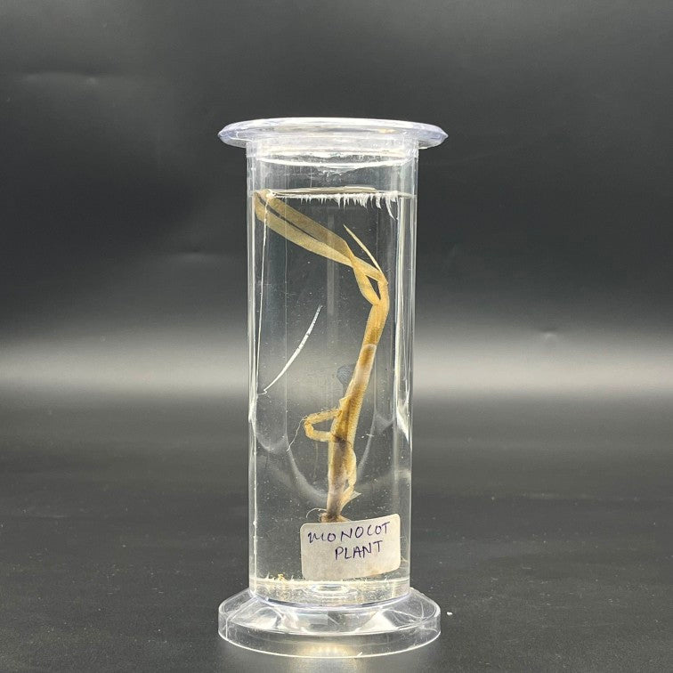 Specimen Monocot Plant