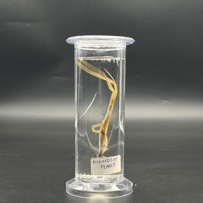 Specimen Monocot Plant