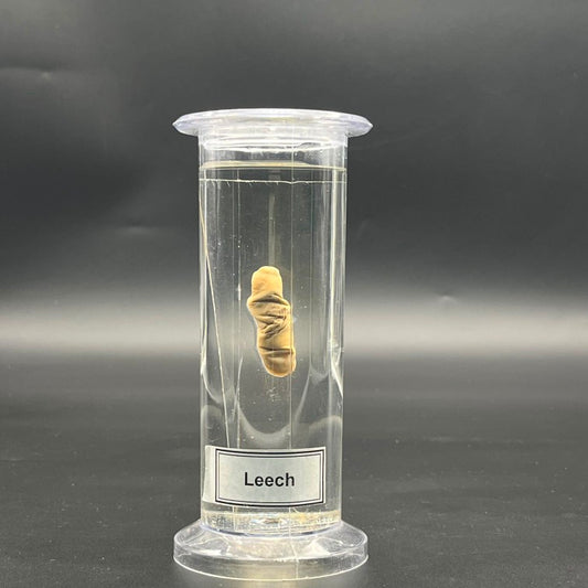 Leech Specimen