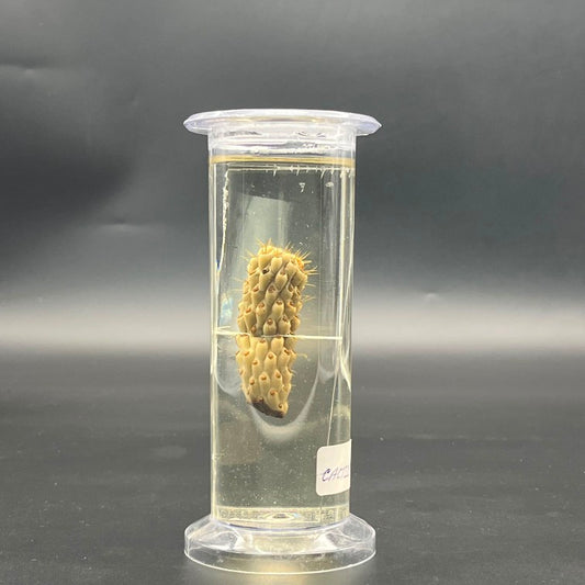 Cactus Specimen