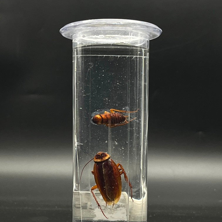 Cockroach Specimen